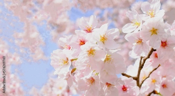 Obraz 満開の桜の花と青空、桜の花のクローズアップ、染井吉野、桜のフレーム
