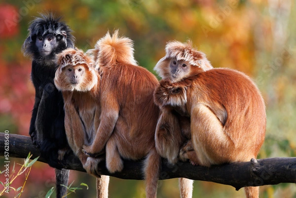 Fototapeta The East Javan langur (Trachypithecus auratus), also known as the ebony lutung, Javan langur or Javan lutung