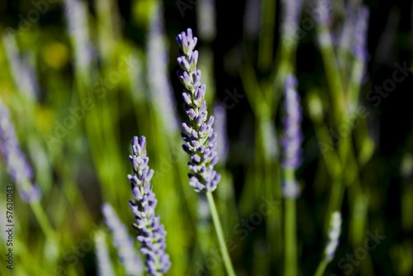 Obraz Fleurs de lavande