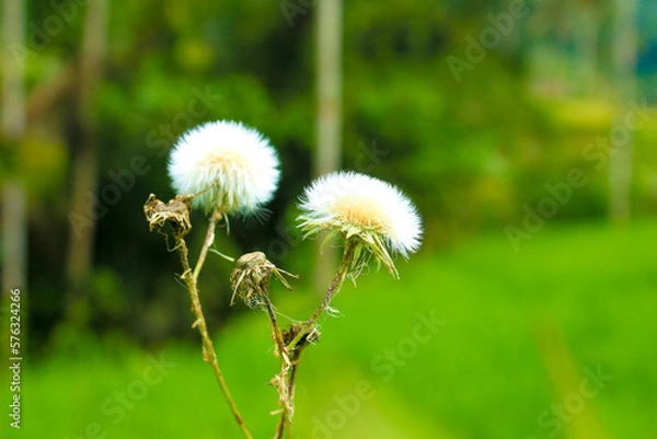 Fototapeta Fluffy white seed head, Common Sowthistle (Sonchus oleraceus) and blurred nature background. Right Copy space
