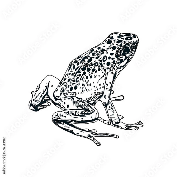 Fototapeta black and white sketch of a frog with transparent background