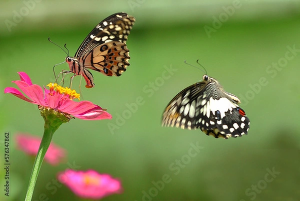 Obraz butterfly on a flower