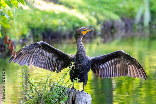 Obraz grand cormoran à aigrette