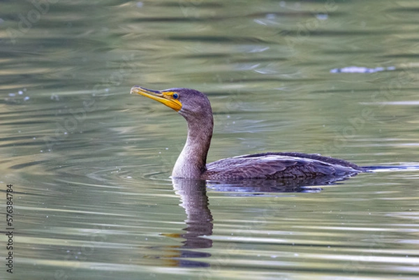 Obraz grand cormoran à aigrette