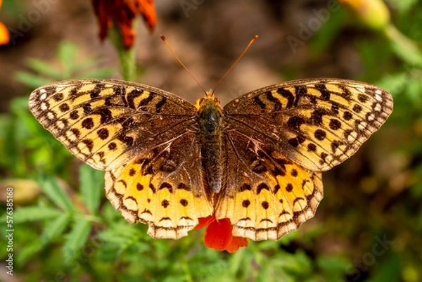 Obraz Papillon argile cibèle