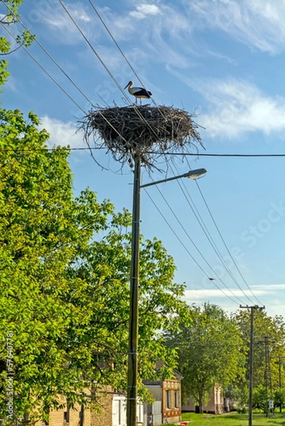 Obraz Stork on an electric pole