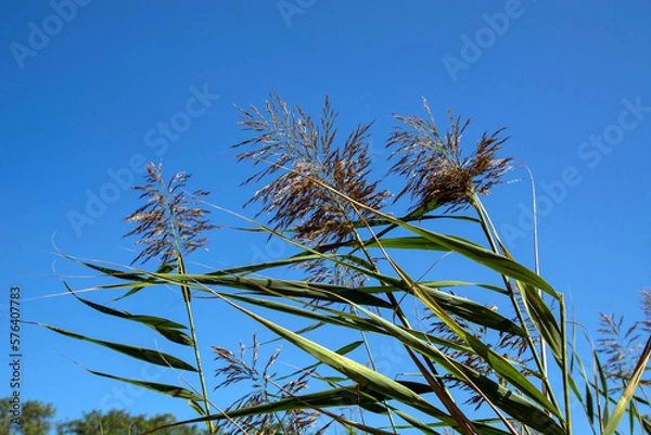 Obraz Reeds by the lake