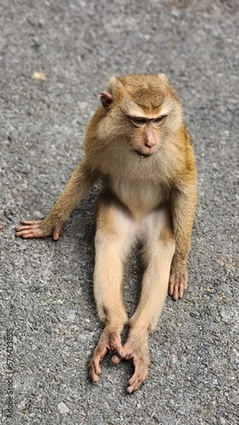 Obraz The monkey sits waiting for something, stretching out its paws