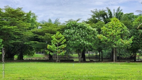 Obraz Asian park with different trees