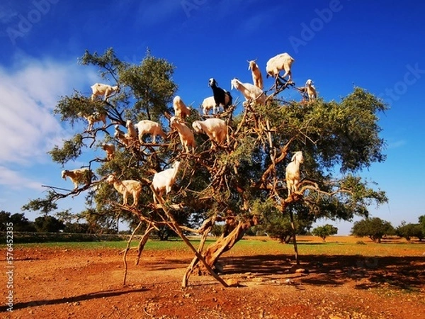 Obraz Morocco’s tree-climbing goats