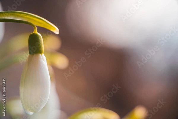 Obraz Schneeglöckchen