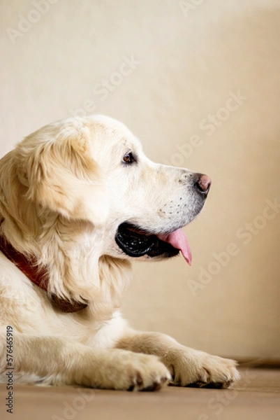 Fototapeta  side view portrait of a golden retriever lying on the floor.