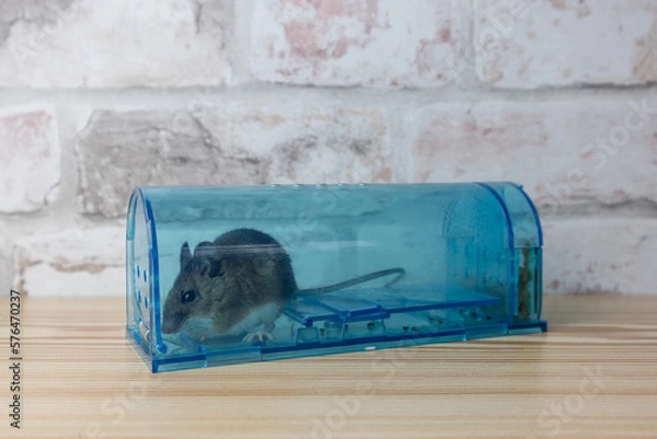 Fototapeta House mouse caught in a live humane trap for pest control