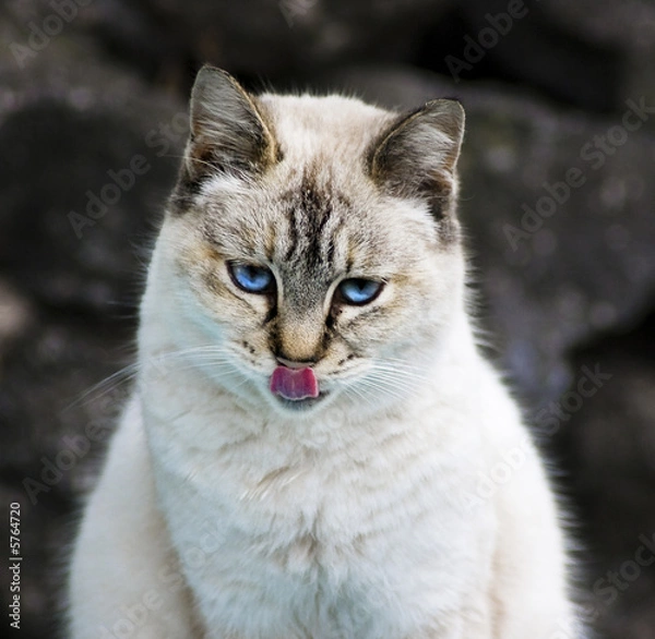 Fototapeta WHITE CAT