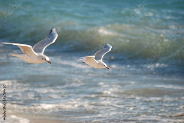 Fototapeta oiseau vague