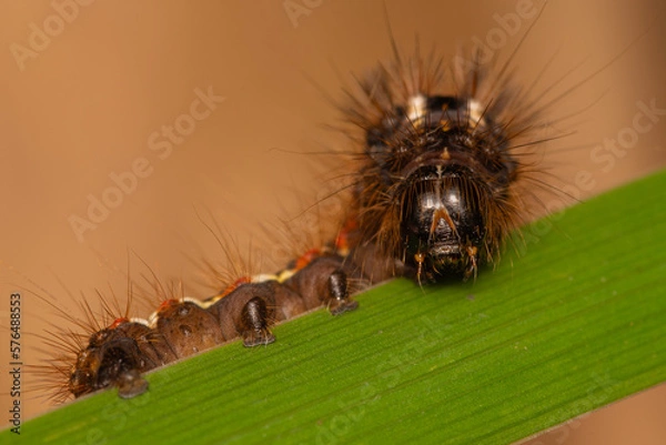 Fototapeta beautiful colorful caterpillar on a green stem
