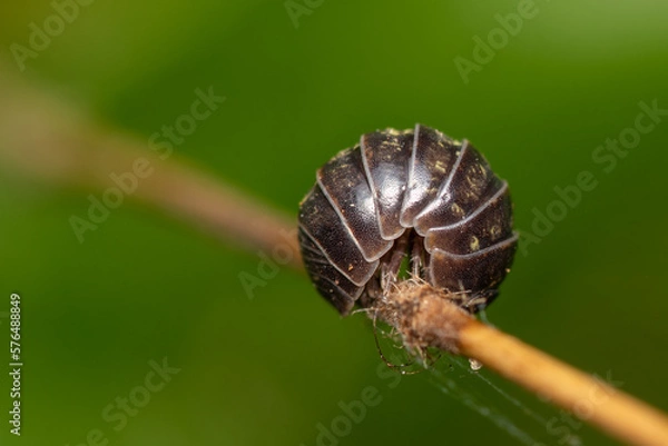 Fototapeta Kulanka (Armadillidium) on a green stalk