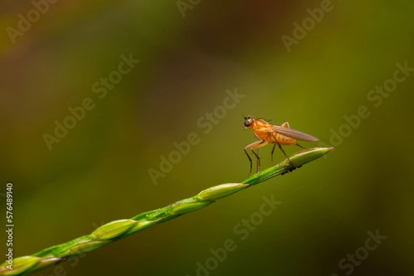 Fototapeta fly on a green stalk