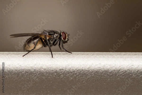 Fototapeta fly on a metallic frame