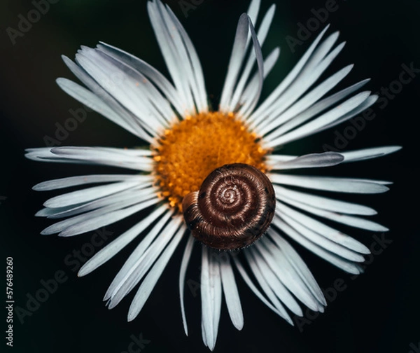 Fototapeta snail shell on a white meadow flower