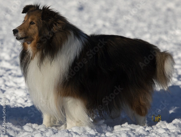 Fototapeta Border collie