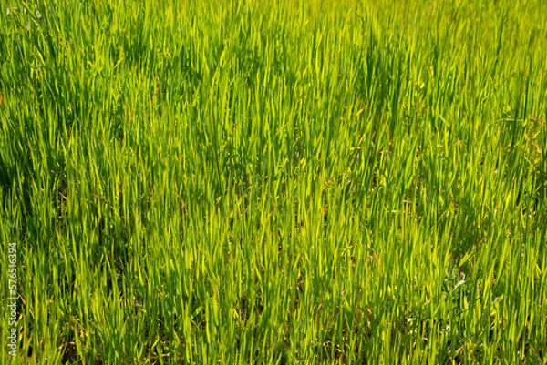 Obraz green grass background