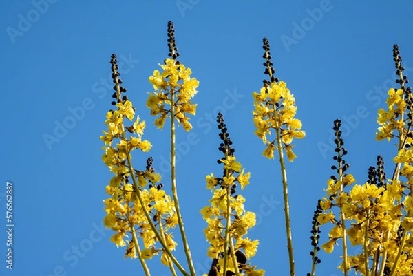 Obraz yellow flowers against sky