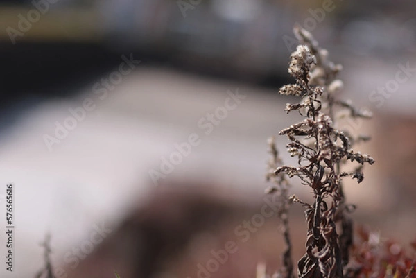 Fototapeta 悲しく枯れた花。自然破壊はやめよう。