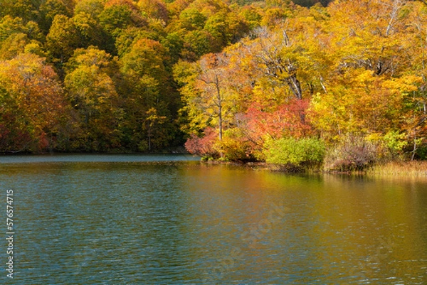 Fototapeta 鎌池のブナ