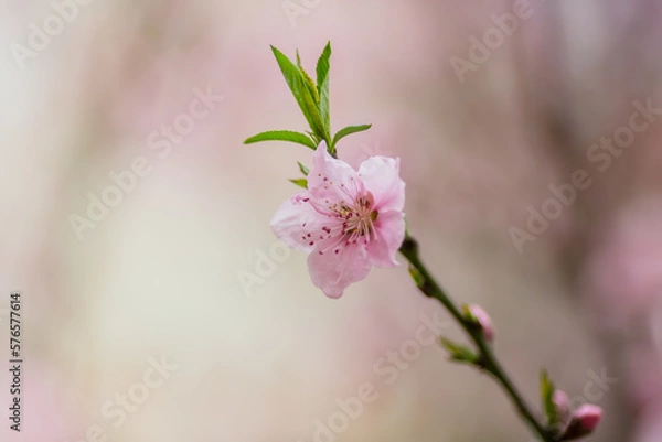 Obraz beaufiful pink flowers in the spring