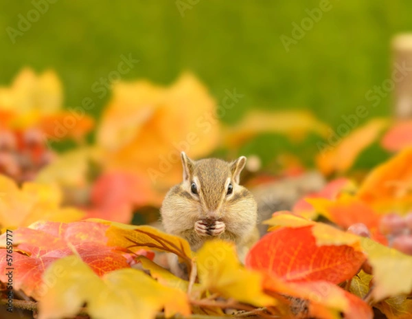 Obraz シマリス・秋