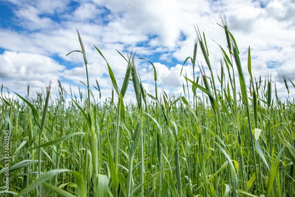 Fototapeta Bright green grass in the field, the view from below, the clouds and the blue sky.