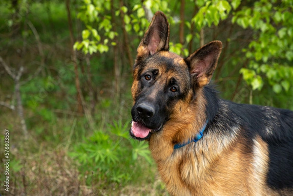 Obraz A shepherd dog in the woods, a close-up of the muzzle, a bright summer, an open dog's mouth, a dangling tongue.