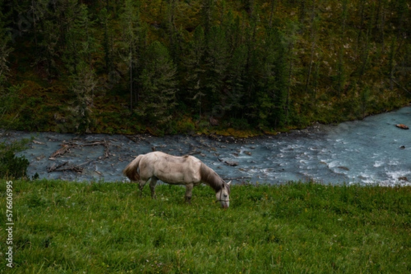 Obraz horse by the river