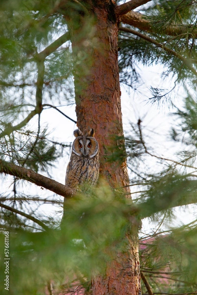 Obraz Eagle owl sits on a pine branch
