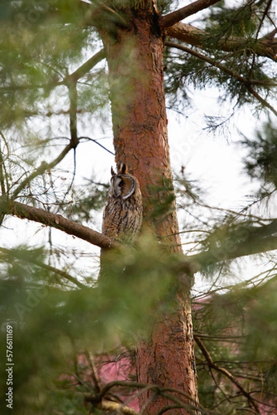 Obraz Eagle owl sits on a pine branch