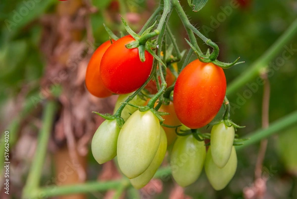 Fototapeta The tomato fruit, Cherry tomato (Lycopersicon esculentum) in the vegetable garden