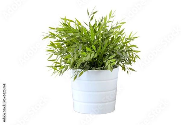 Obraz potted plant on transparent background