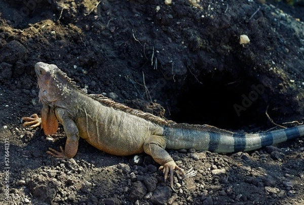 Obraz Leguan, Ctenosaura similis
