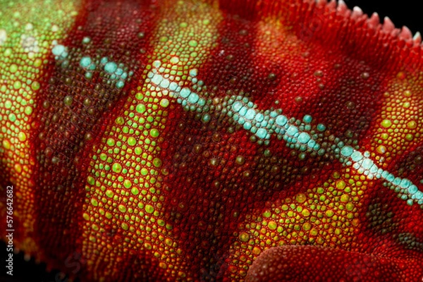 Obraz Chameleon skin detail (Furcifer pardalis)