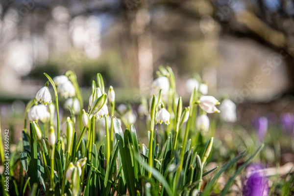 Fototapeta Maiglöckchen