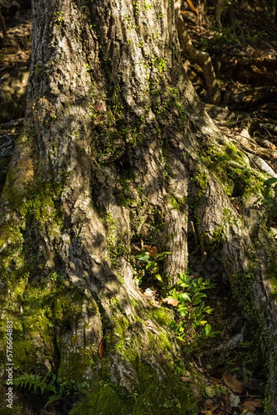 Obraz 日本　大阪府箕面市にある箕面公園の風景