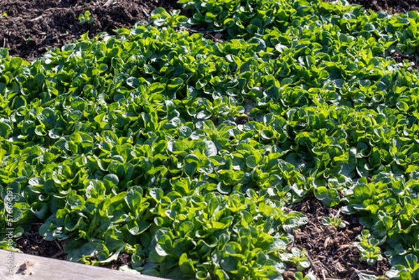 Obraz Close up of green fresh growing lambs lettuce in spring as a symbol for fresh, healthy and organic food 