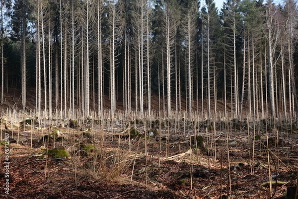 Obraz Aufforstung 2023