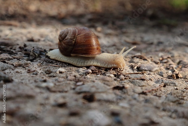 Obraz Schnecke 22