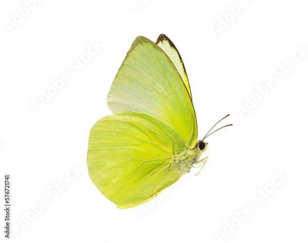 Fototapeta A beautiful yellow butterfly flying isolated on transparent background with clipping path, single beautiful with clipping path and alpha channel. Use for graphics or advertising design.
