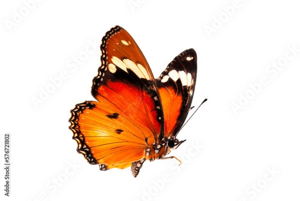 Fototapeta Beautiful butterfly flying isolated on white background. Tawny Coster (Acraea violae) ,Acraea terpsicore, the tawny coster, is a small, Use for graphics or advertising design.