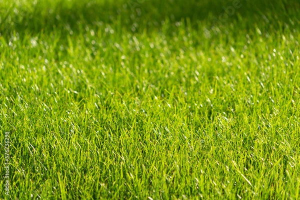 Fototapeta Serene Greenery: Close-Up Photo of Lush Grass in a Park