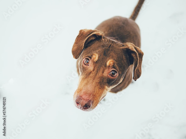 Obraz portrait of a dog