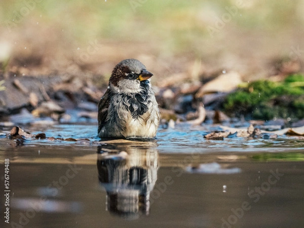 Obraz bird in water